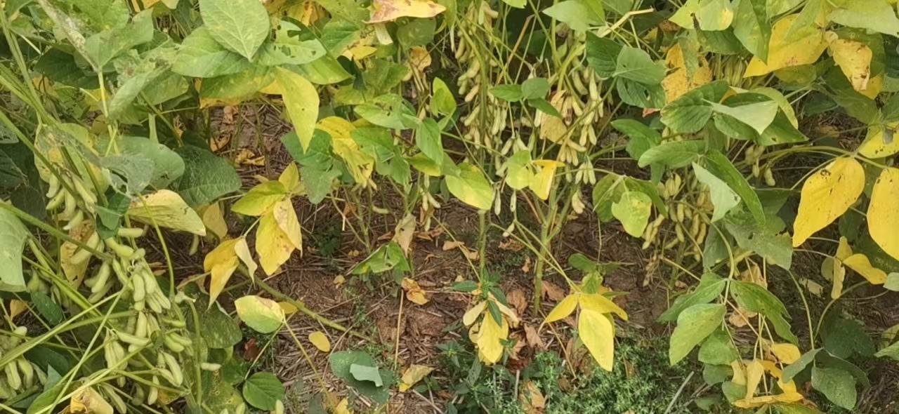 荷兰豆优良品种对比图