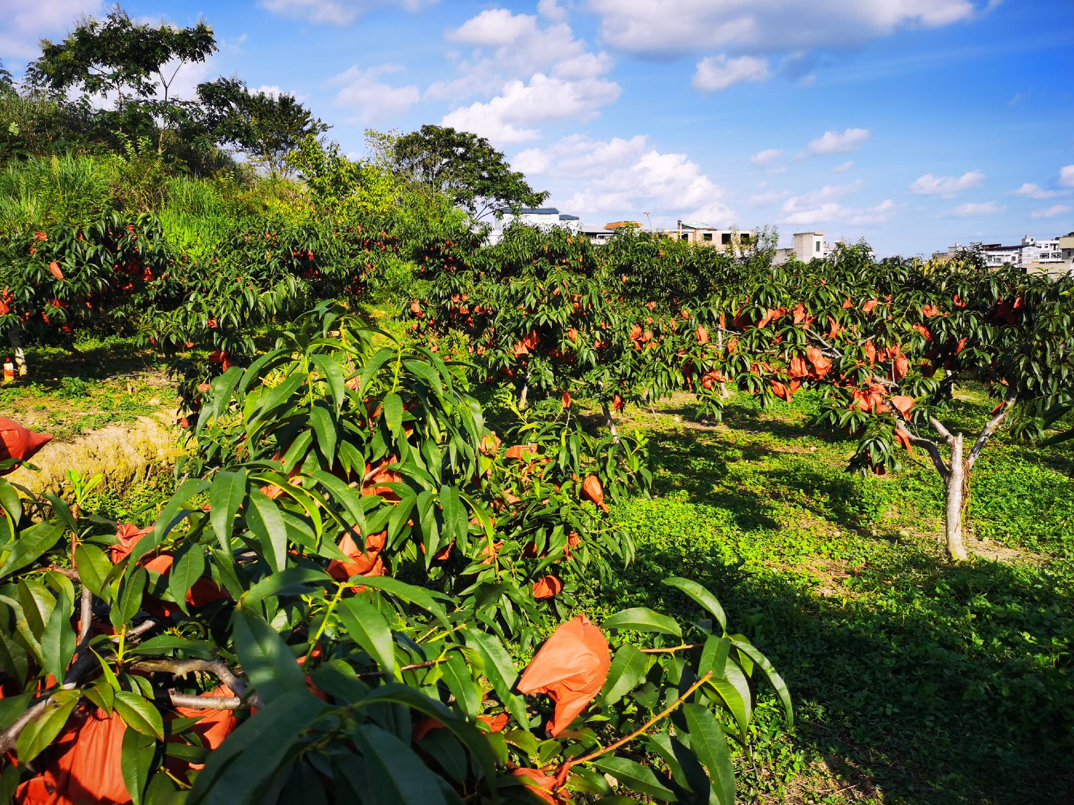 黄桃果园成熟景象
