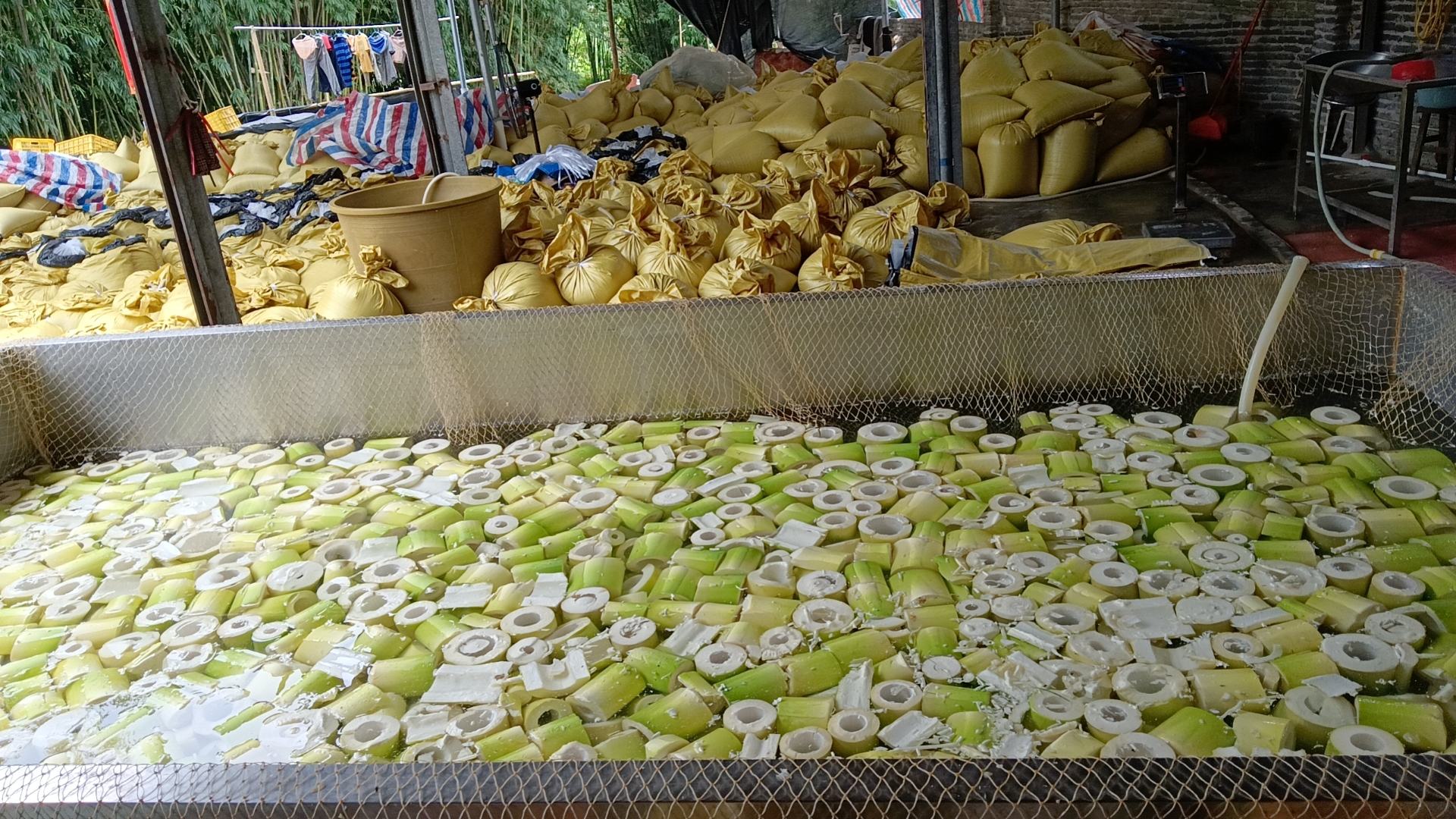 加工中的簕竹笋