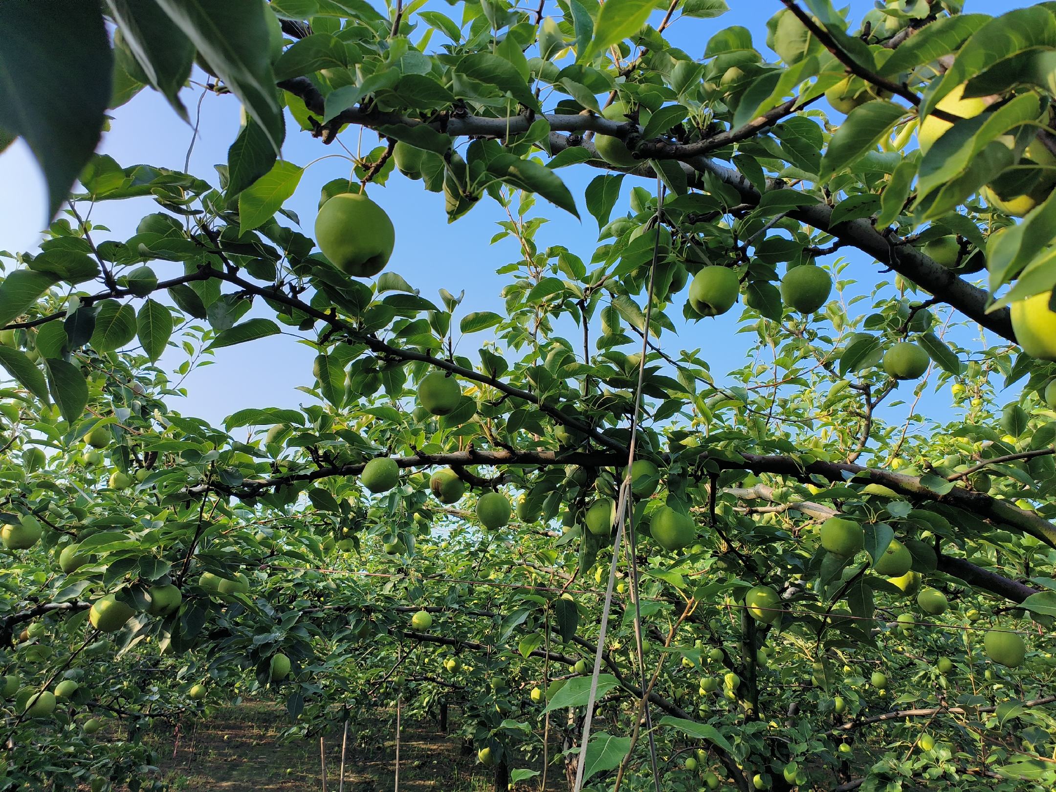 一片绿油油的酥梨果园,挂满果实的梨树枝头低垂,阳光透过树叶洒在果实上 酥梨果园