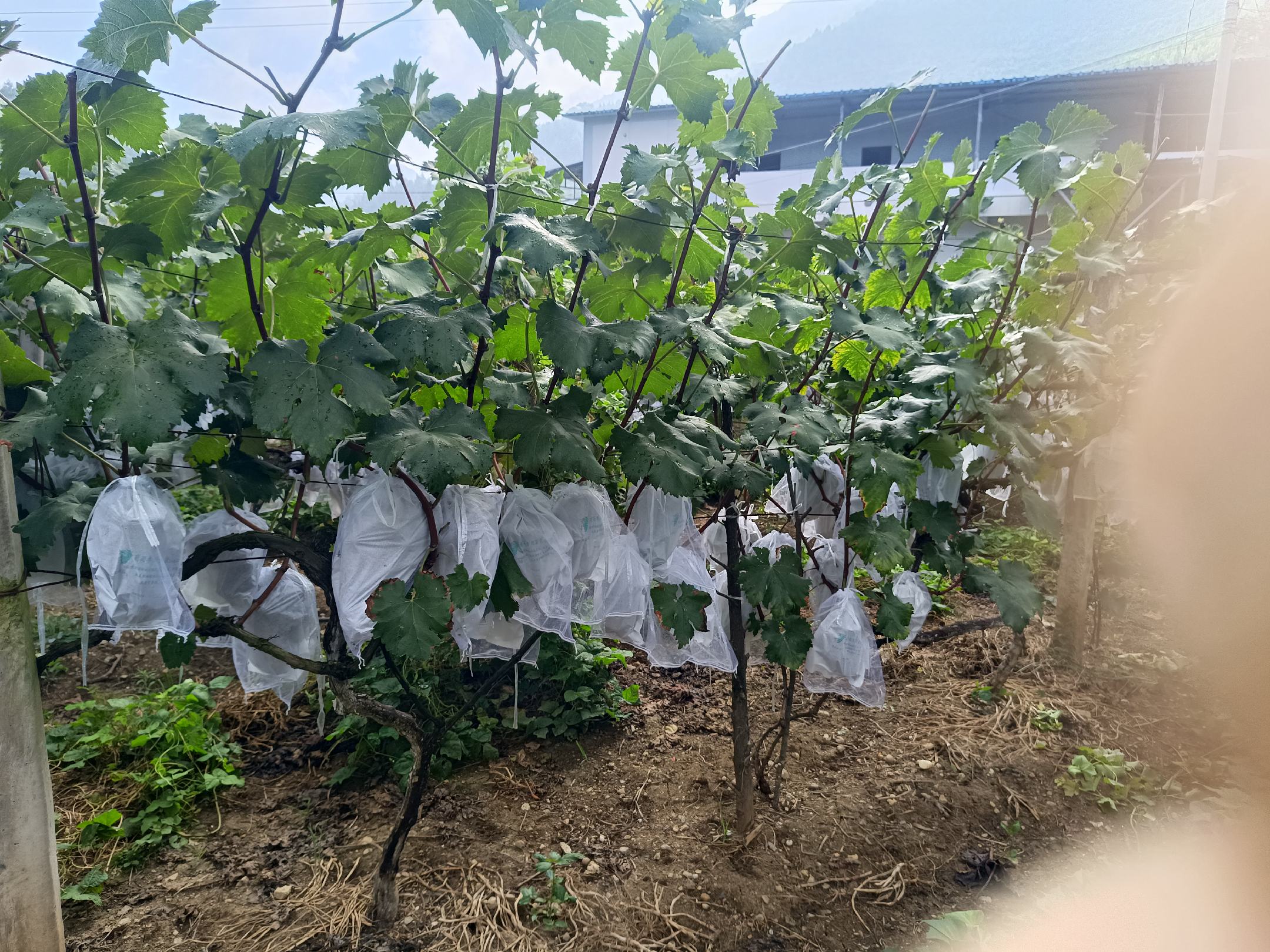 航拍视角:山东平度葡萄基地,行向南北的巨峰葡萄园中,结果枝南侧果穗统一套白色半透明纸袋,袋口紧扎于穗轴基部,袋身自然垂坠不贴果,背景可见整齐棚架与滴灌带,地面覆盖黑色地膜,体现标准化抗逆管理 华北地区巨峰葡萄花后15天套袋管理实景