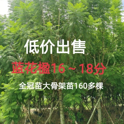 四川乐山市中区蓝花楹价格行情走势 - 一亩田
