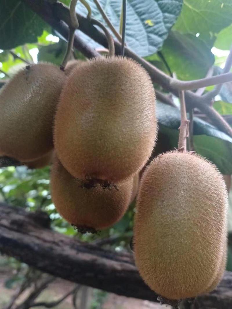 河南南阳徐香猕猴桃翠香猕猴桃金桃红心猕猴桃