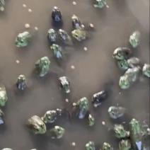 我们家牛蛙肉质鲜美.营养丰富.是一种高蛋白低脂肪.健康