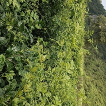 张家界特产莓茶