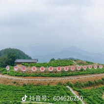莓茶