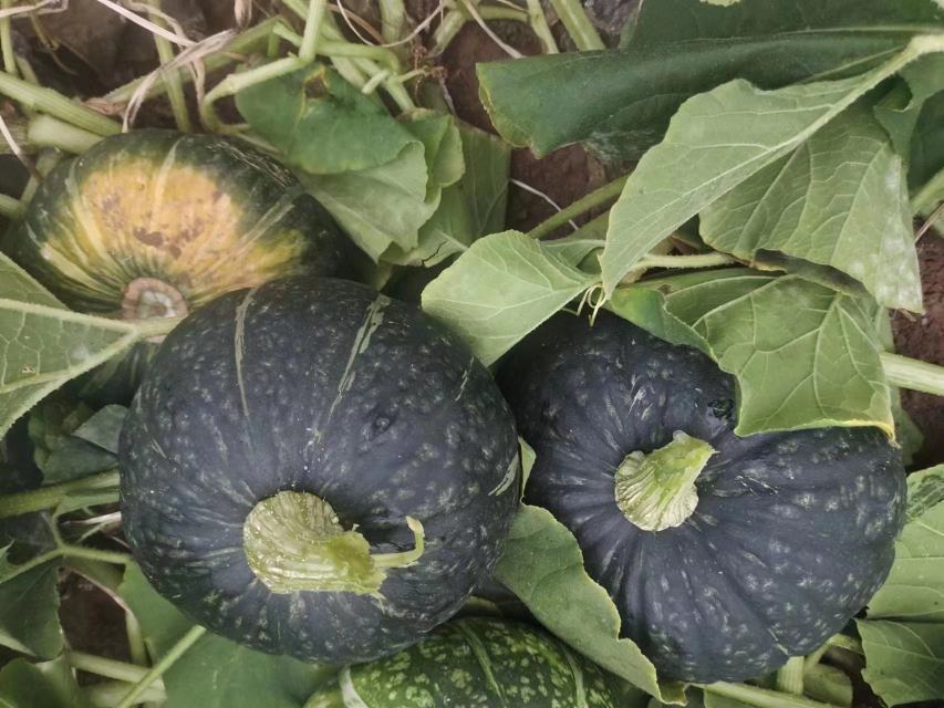 农家采摘板栗南瓜场景