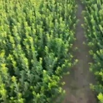 河北卫矛基地直销规格齐全四季苗木保成活率免费指导欢迎考察
