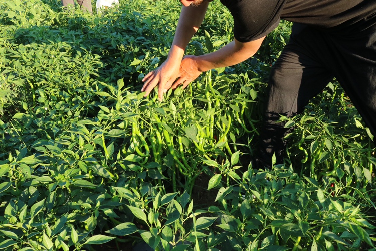 线椒采摘与分拣场景