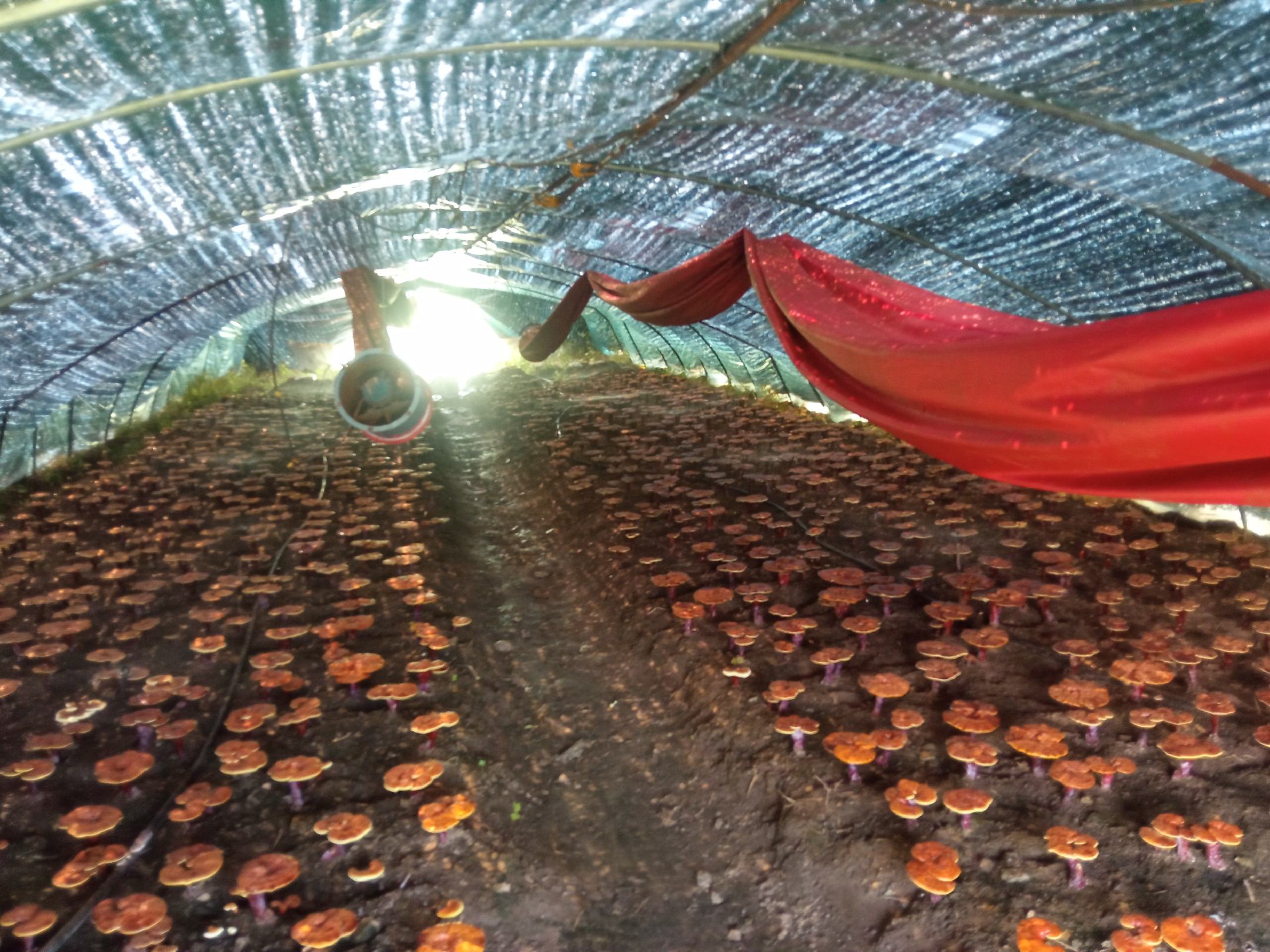 竹灵芝种植环境