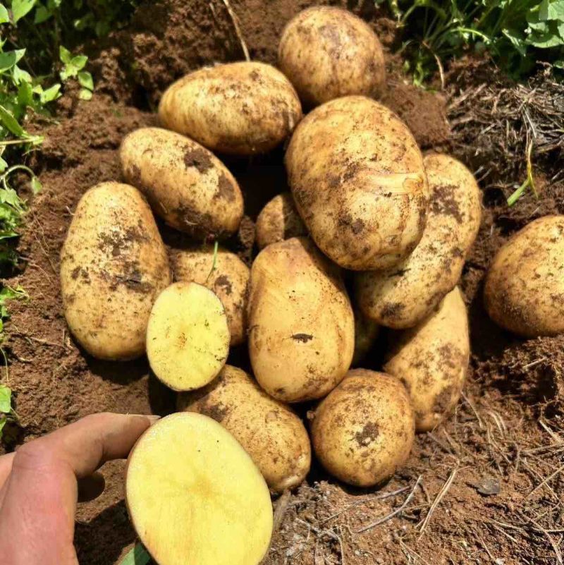 [v7土豆批发]v7靓货价格0.90元/斤 - 一亩田