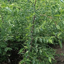 枣树苗，朝阳大枣苗，枣树嫁接苗，金玲大枣苗