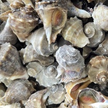 海螺冷冻小海螺牙签螺产地直发捞汁小海鲜专用小海螺