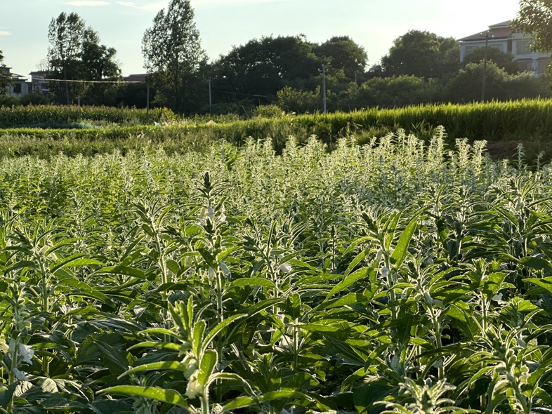 技术人员正在田间采集黑芝麻叶片样本进行虫害鉴定