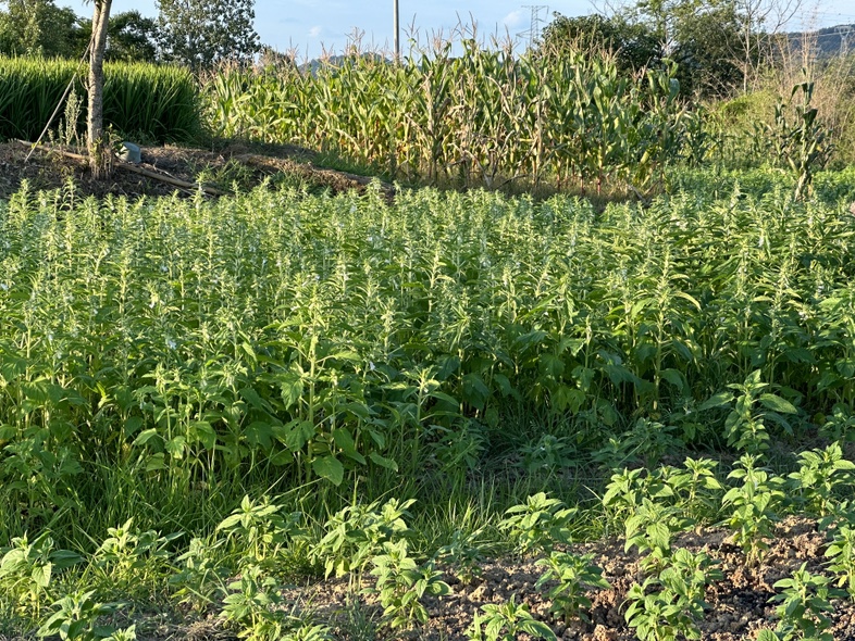 河南平舆白芝麻种植基地