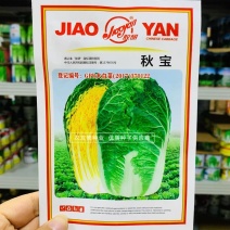 胶研秋宝黄心大白菜种子合抱结球紧实内叶嫩黄品质好菜农推荐