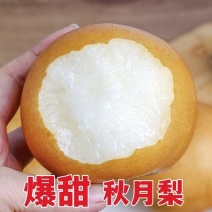 【莱阳秋月梨一件代发】脆甜多汁应季爆品原产地直发整箱包邮