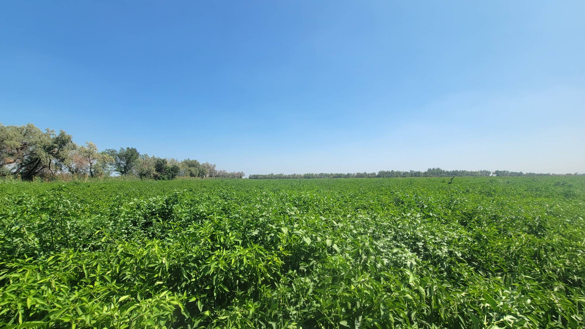 一片绿意盎然的线椒种植基地,阳光洒落在成排的线椒植株上,枝叶间垂挂着大量细长鲜绿的线椒果实,部分已转为浅红色,农民正在田间采摘,背景为丘陵地貌与蓝天白云 线椒田间生长实景