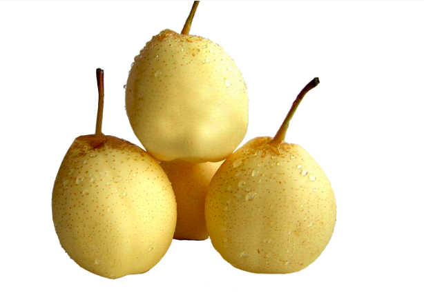 白梨果实剖面图