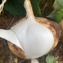 大量贵州地萝卜，凉薯上市了，欢迎各位老板订购