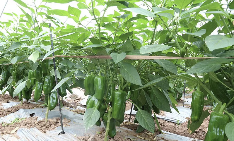 一个典型的室内圆辣椒盆栽补光系统,展示白色花盆中的圆椒植株,上方悬挂LED植物灯(红蓝光源),灯距植株约40厘米,背景为白色墙面与窗帘,配有温湿度计显示当前环境数据:温度18.5℃,湿度65%,时间为晚间7点 冬季室内补光种植系统示意图