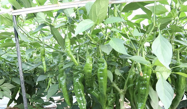 一株成熟的圆叶椒植株,展示其宽大、近圆形的深绿色叶片,植株健壮,分枝密集,部分枝条挂有青熟期至红熟期的中小型辣椒果实,背景为南方露地蔬菜种植田,土壤疏松,灌溉设施可见 圆叶椒植株整体生长状态