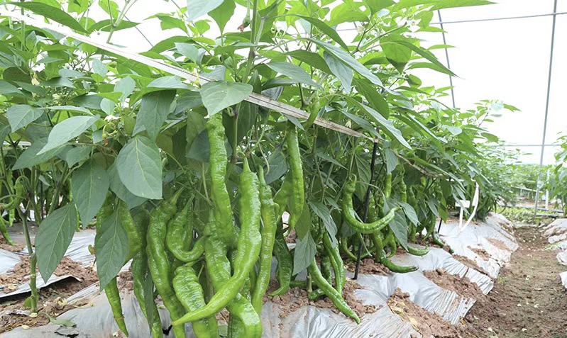 圆椒种植场景