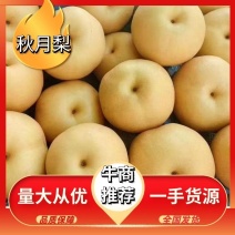 冷库常年供应秋月梨，口感细腻，糖分15-18