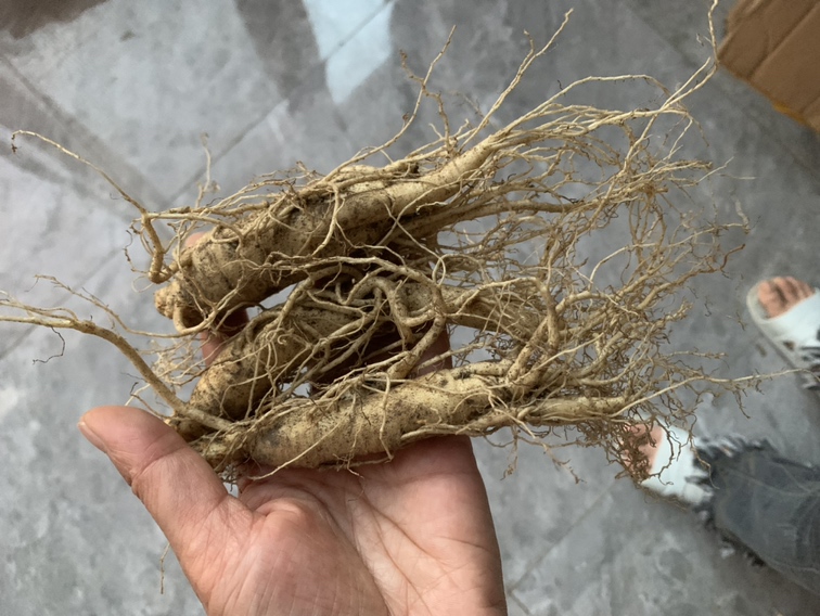 东北保鲜参核心产区地图