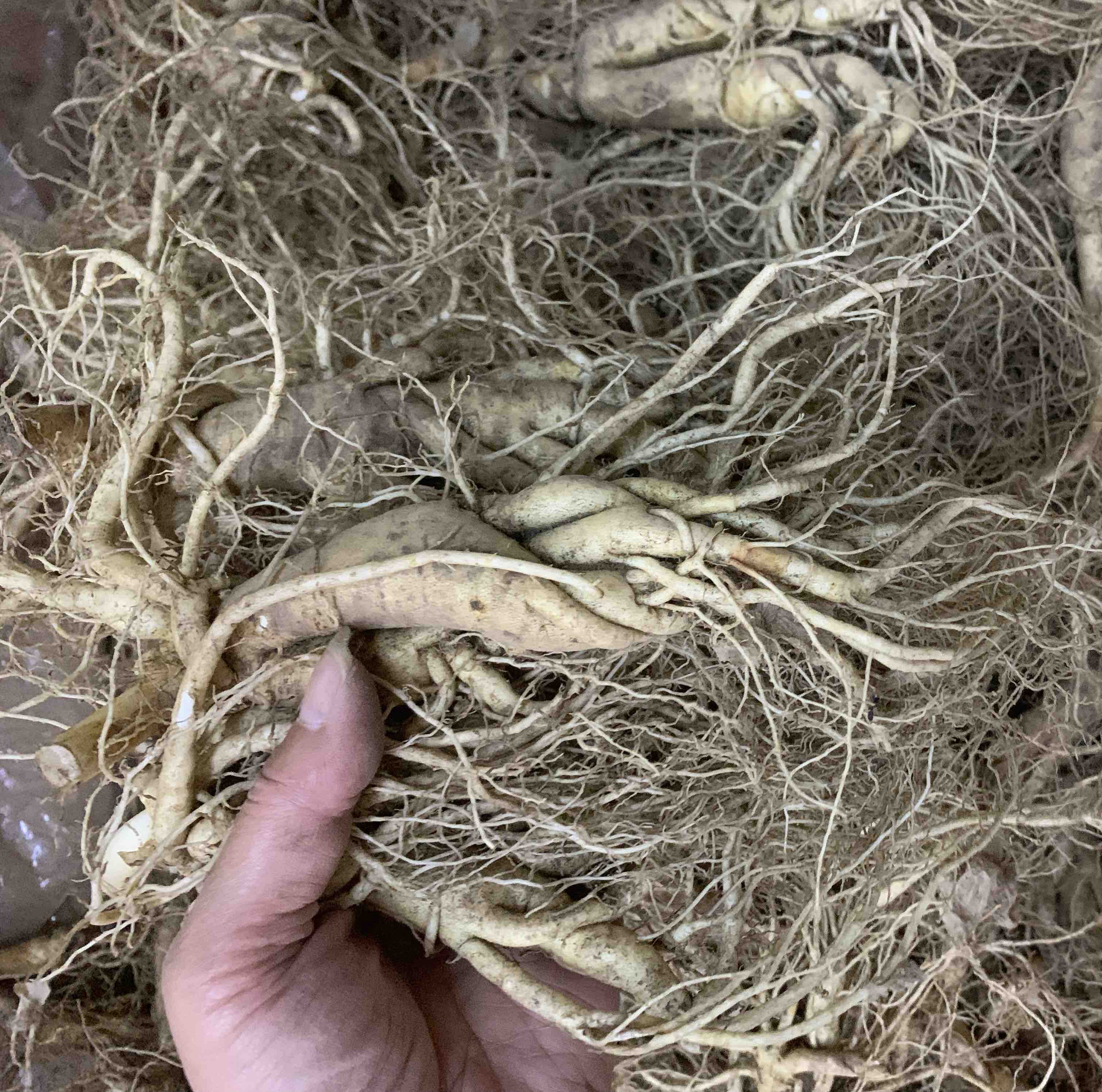 人参在夏季容易发霉