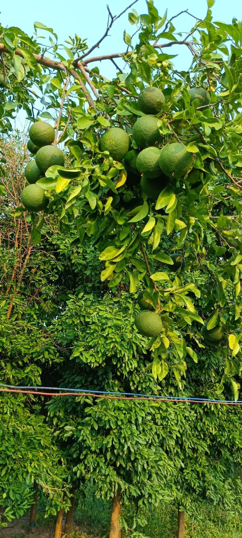 江苏药用香缘鲜果大量上市质量好颜色好欢迎来电咨询