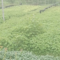 千年桐杯苗一年生千年桐地径2公分以上无纺苗