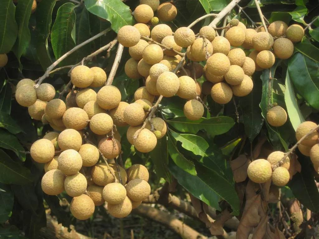 石硖龙眼冻害症状对比图