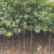 木荷树苗江西木荷苗大量供应基地直发欢迎来电咨询