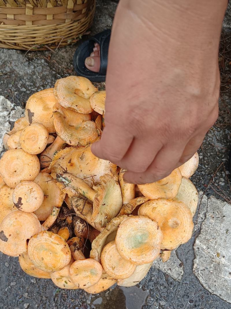 松菌,松树菌,松木菌