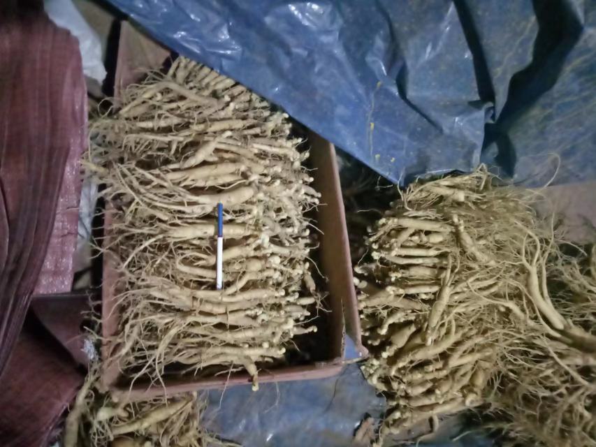 新鲜人参与干人参对比陈列