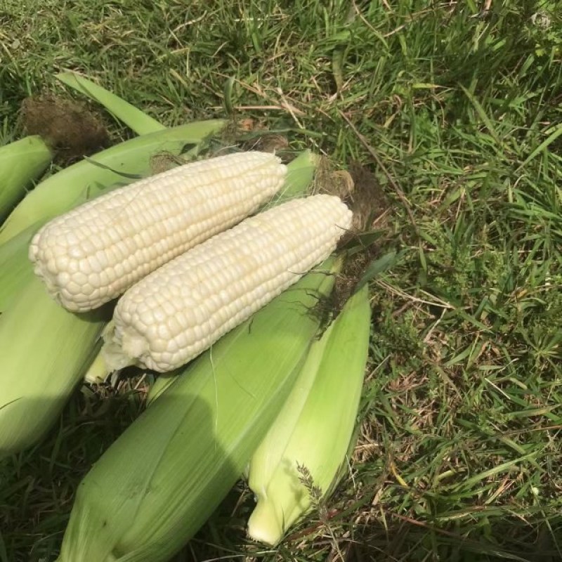 涨跌状态价格(元/斤)品种产地玉米产地热销糯玉米行情走势糯玉米品种