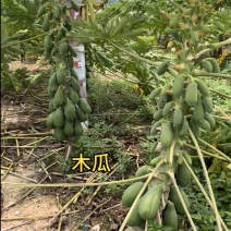 木瓜红心，产地代办，价格优美，品质高，欢迎随时咨询