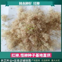 红柳种子柽柳种子优质红柳树怪柳树种子多枝怪柳垂丝柳