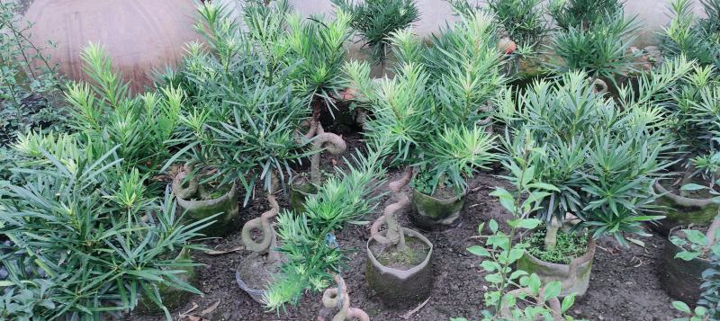 黑松树盆景价格多少