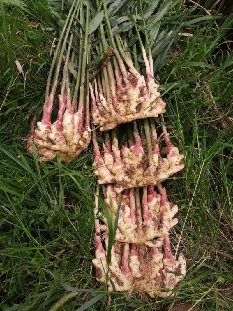 贵州黔南惠水县生姜 3.80元/斤姜