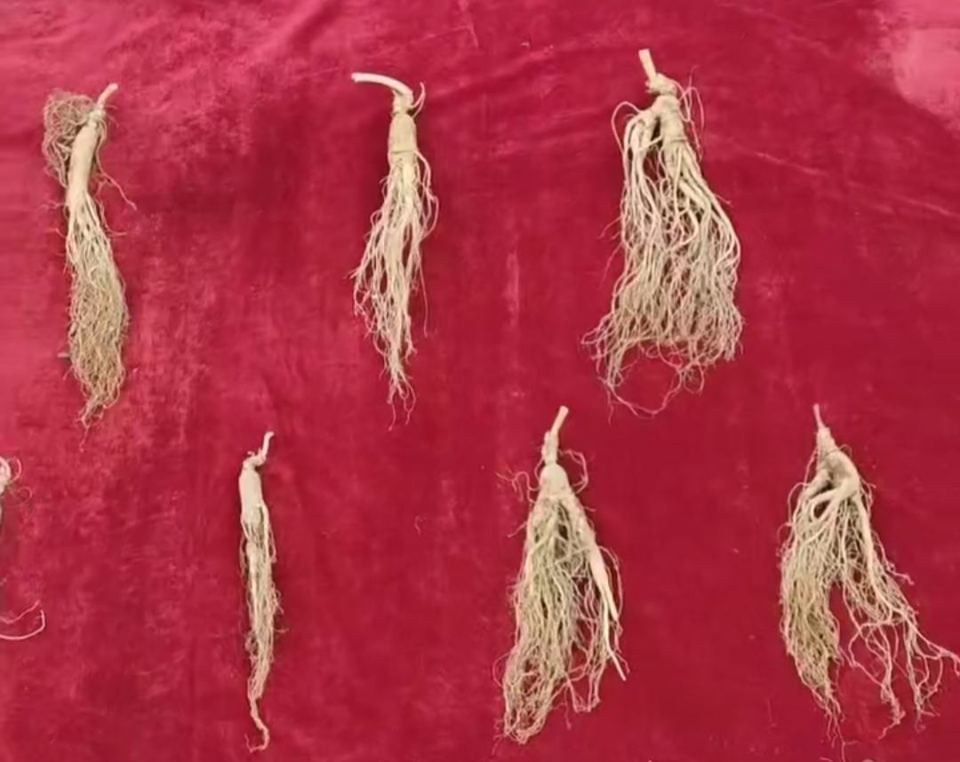 图示展示不同年份林下参的芦头、须根、皮色对比,用于辅助辨别年份 林下参年份辨别图示