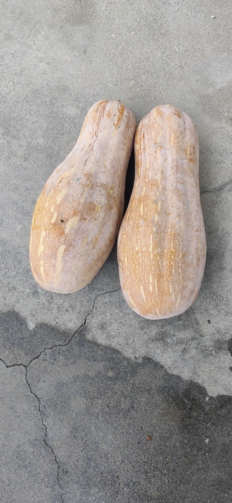 南瓜蜜本南瓜全红全黄,大量批发,整车发货