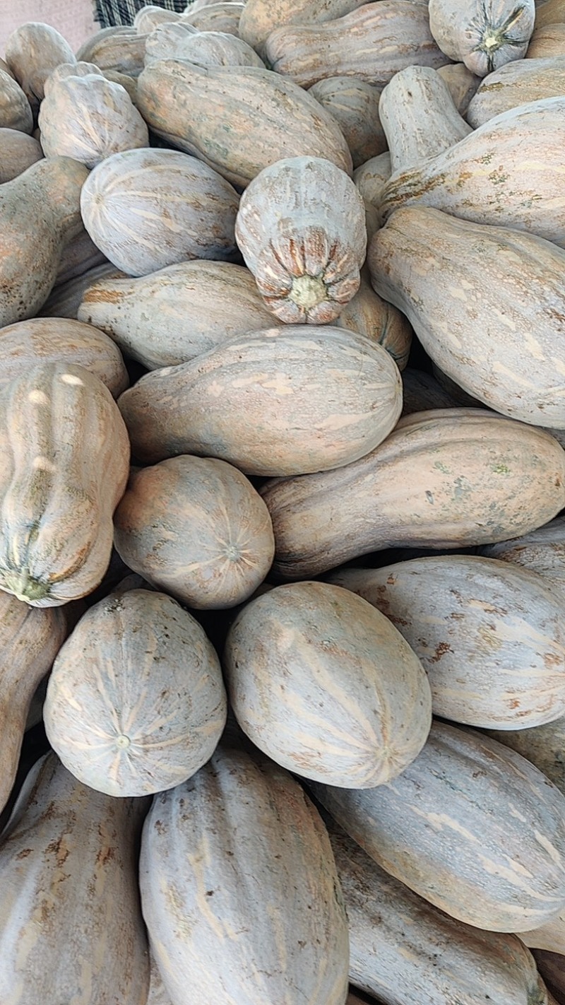 南瓜蜜本南瓜全红全黄,大量批发,整车发货