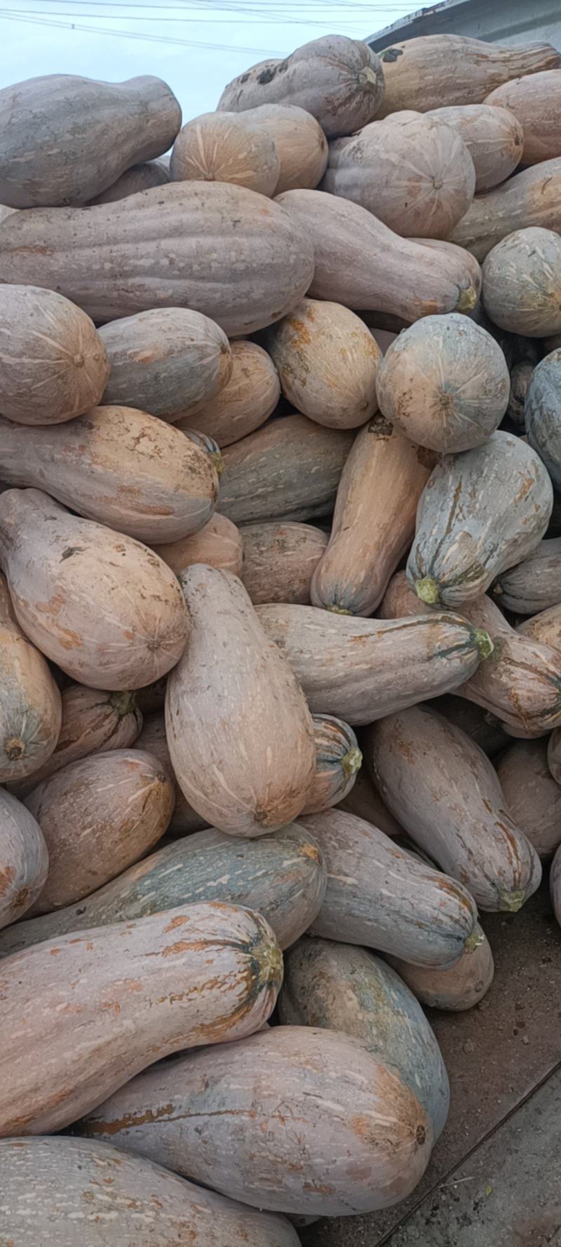 蜜本南瓜,电商货,头茬南瓜加工厂,大量供应