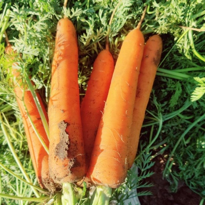 三红胡萝卜价格行情