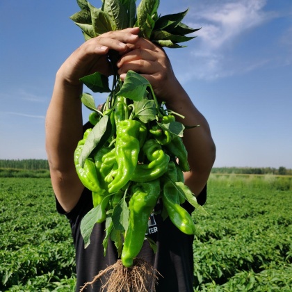 皱皮椒价格行情