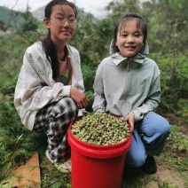 柏树籽新鲜