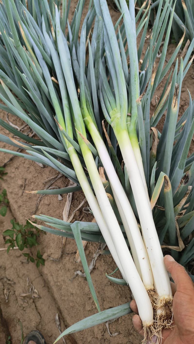 [铁杆大葱批发]千亩大葱大量上市价格0.46元/斤 - 一亩田