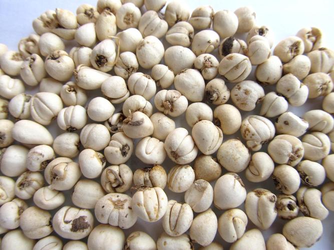 川贝母原植物图